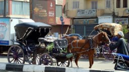 Aswan City Tour in Horse Carriage thumbnail 4