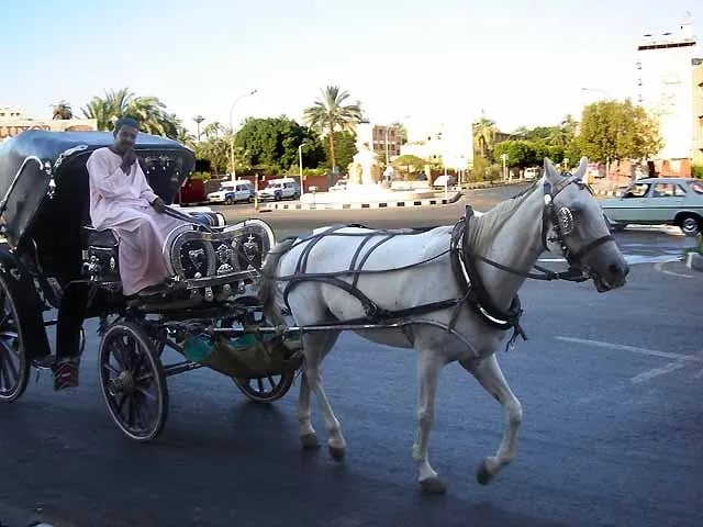 Aswan City Tour in Horse Carriage 6